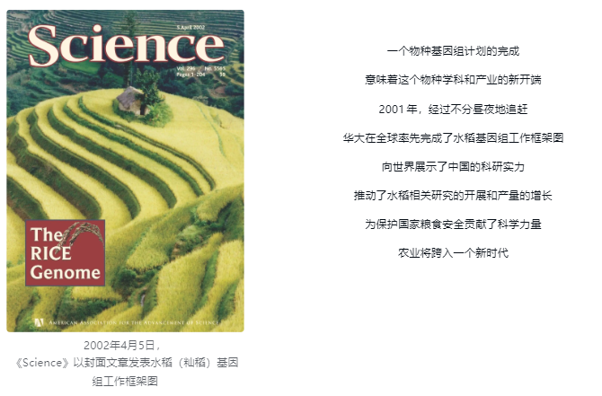 2002年《Science》水稻基因组封面