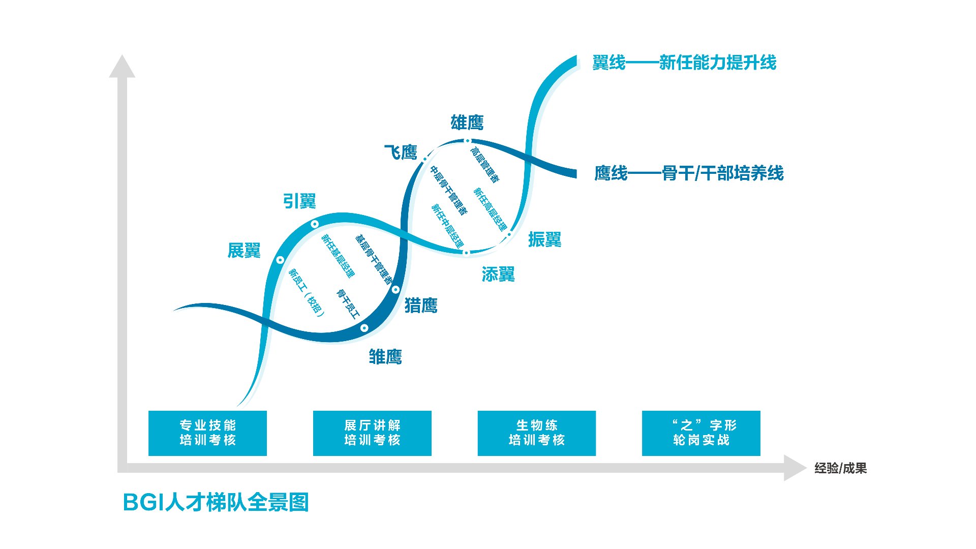 BGI人才梯队全景图：展翼、引翼、飞鹰、雄鹰、猎鹰、雏鹰、添翼、振翼等培养通道，鹰线—骨干/干部培养线，翼线—新任能力提升线